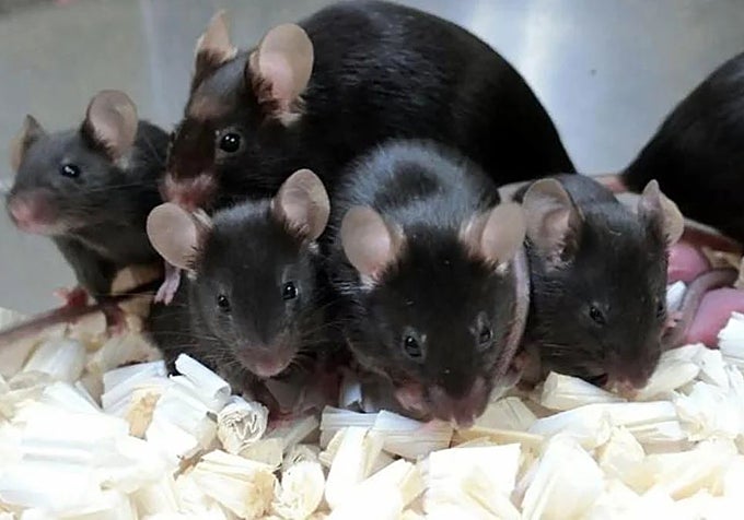 La nueva generación de ratones concebidos con espermatozoides preservados en el espacio.