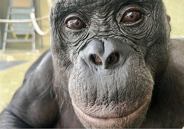 Kanzi suggests great apes imagine