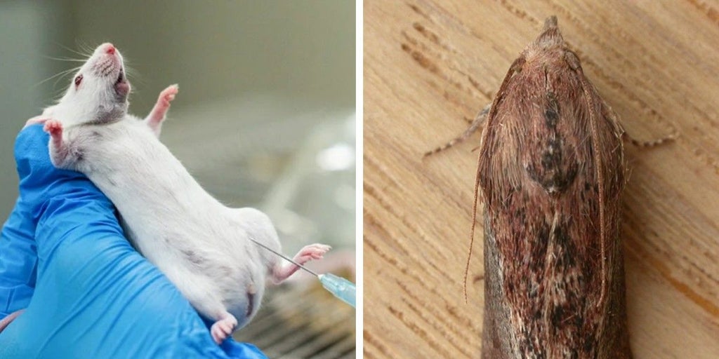 Larvas de polilla contra superbacterias: el fin de la era de los ratones de laboratorio