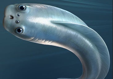 El misterio del 'tercer ojo': los primeros vertebrados de la Tierra tenían cuatro