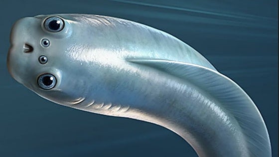 Resuelto el misterio del 'tercer ojo': los primeros vertebrados en realidad tenían cuatro