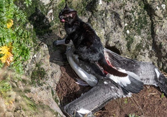 Gato salvaje en Nueva Zelanda tras haber cazado un enorme pájaro