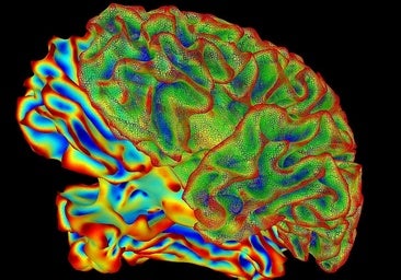Así se organiza el cerebro para pasar de una a más de 170.000 millones de neuronas