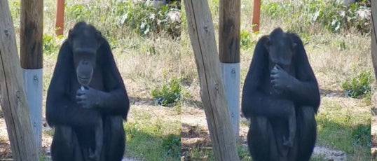 Ivan observó pequeños cristales. Se acercó el vaso a los ojos, lo examinó atentamente y repitió esta acción varias veces.