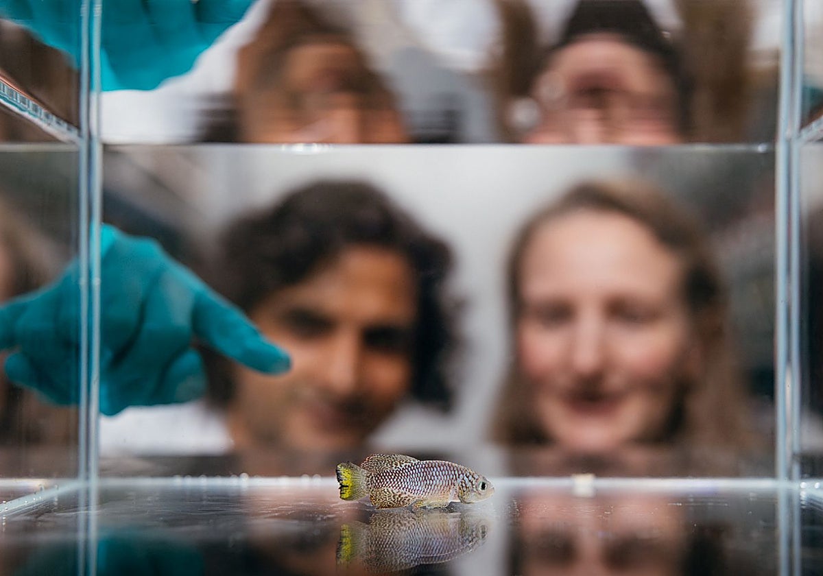 魚を使った「トゥルーマン・ショー」は私たちの寿命を予測する方法を明らかにする