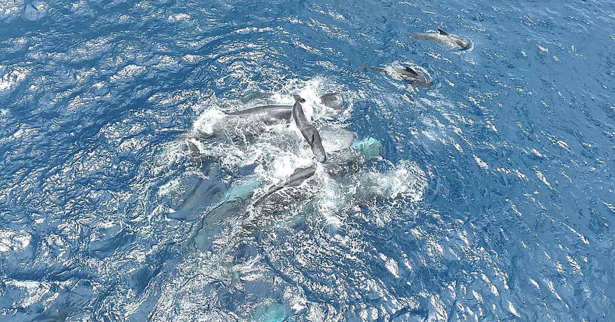 El emocionante parto de un cachalote, asistido por otras hembras para que la cría sobreviva
