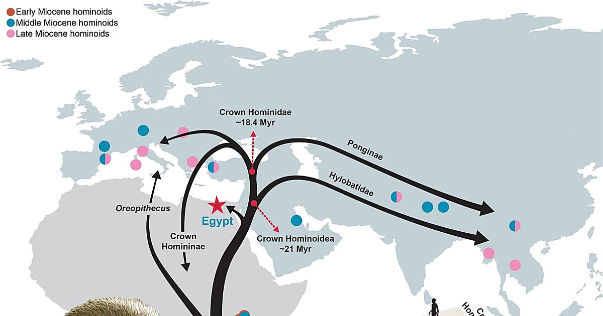 ¿Y si buscábamos en el lugar equivocado? El 'abuelo' de todos los simios era egipcio y no del este de África