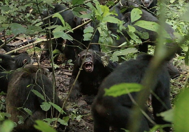 La primera 'guerra civil' de los chimpancés: el mayor grupo salvaje se divide en dos y se matan unos a otros