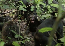 La primera 'guerra civil' de los chimpancés: el mayor grupo salvaje se divide en dos y se matan unos a otros