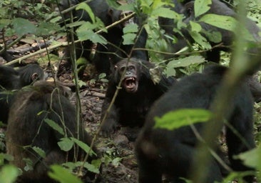 La 'guerra civil' de los chimpancés: el mayor grupo salvaje se divide en dos y se matan unos a otros