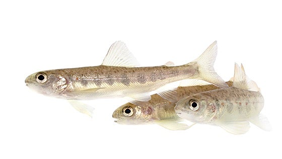 Un experimento halla que los salmones drogados con cocaína nadan hasta 12 kilómetros más