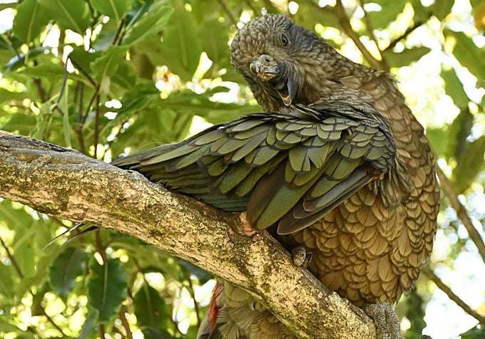 'Bruce', encaramado en un árbol