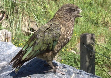 'Bruce', el loro con medio pico que ha hecho de su discapacidad su fortaleza y ahora es el macho alfa