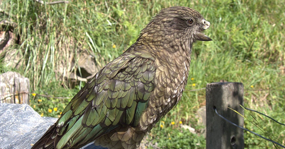 'Bruce', el loro con medio pico que ha hecho de su discapacidad su fortaleza y ahora es macho alfa