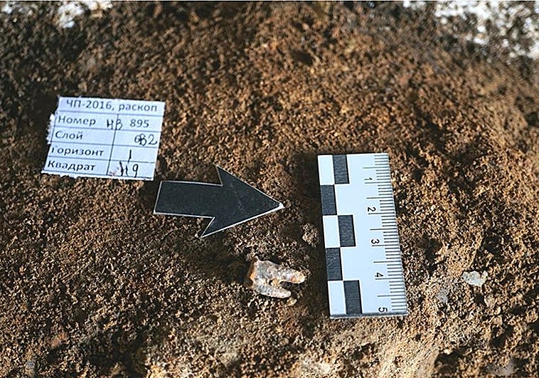 El primer dentista fue un neandertal: trató una caries con un taladro de piedra
