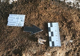 El primer dentista fue un neandertal: trató una caries con un taladro de piedra