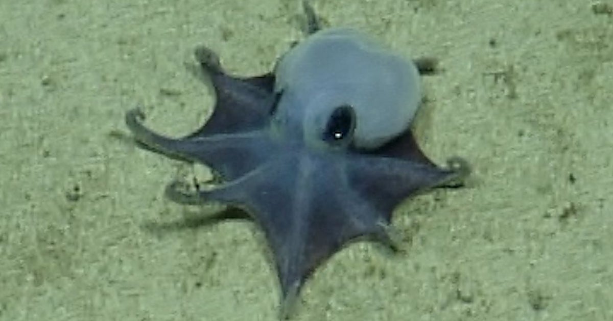 Descubren un diminuto pulpo azul en las Galápagos que parece sacado de un cuento de hadas
