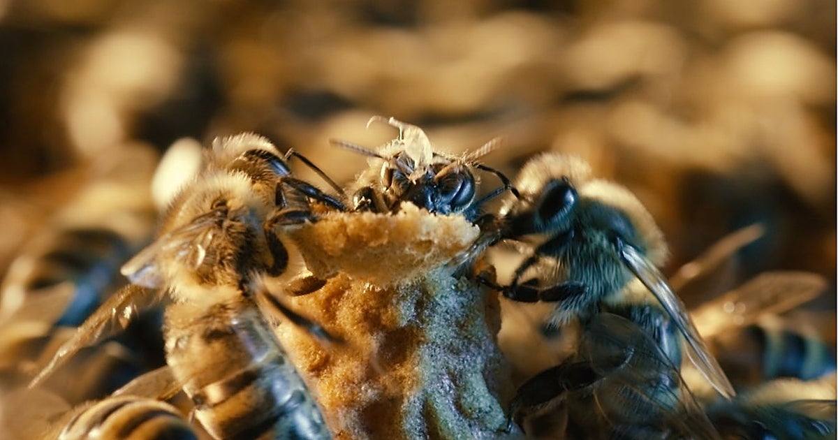 Así se cría una reina: en cuna 'de lujo' y cuidada por un séquito de abejas hasta ahora desconocido
