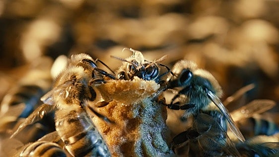 Así se cría una reina: en cuna 'de lujo' y cuidada por un séquito de abejas hasta ahora desconocido