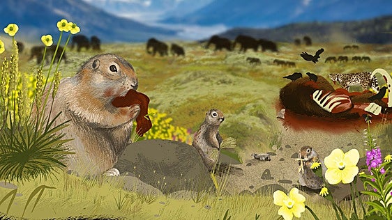 Excrementos de ardilla muestran la evolución del paisaje en Canadá desde hace 700.000 años