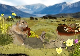 Excrementos de ardilla muestran la evolución del paisaje en Canadá desde hace 700.000 años