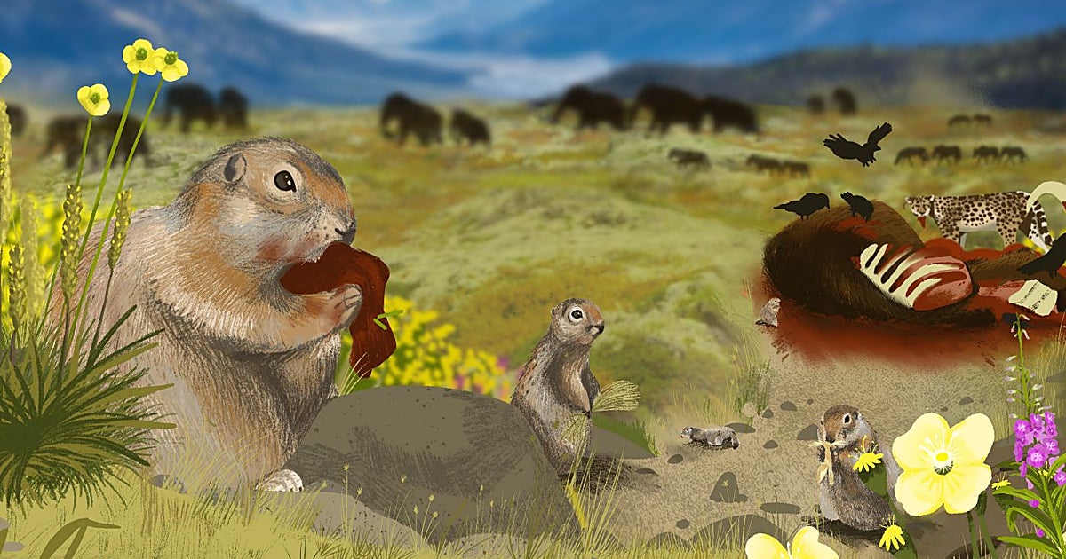 Excrementos de ardilla muestran la evolución del paisaje en 
