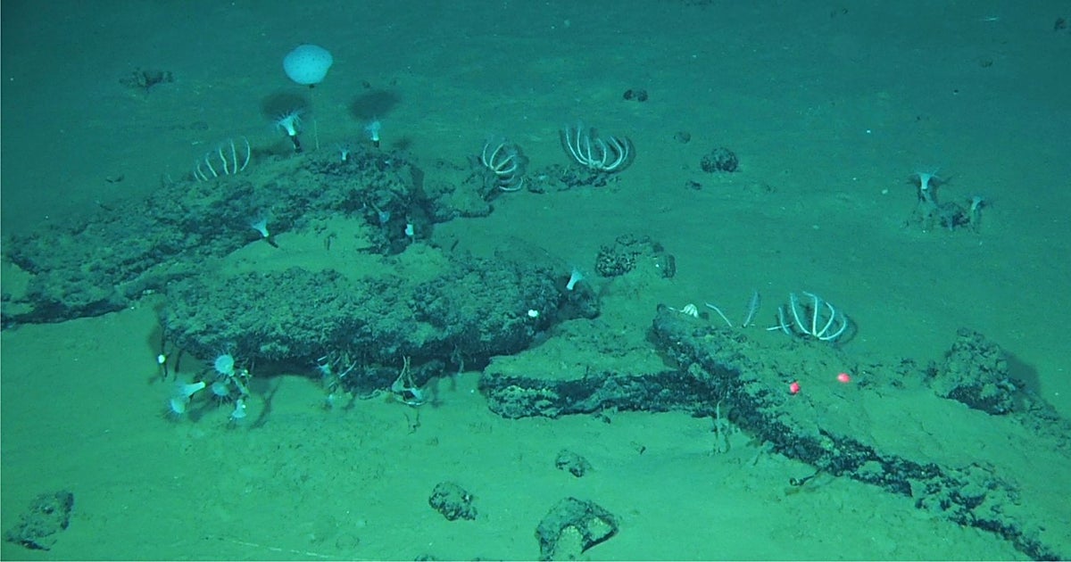 Hallan en el Índico un colosal cementerio de ballenas, el má