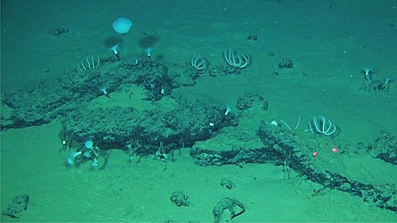 Hallan en el Índico un colosal cementerio de ballenas, el más grande, profundo y antiguo del planeta