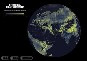 Primer mapa de la mayor infraestructura viva del mundo: la red de hongos de 'Avatar' también existe en la Tierra