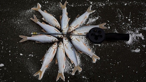 Salmones 'colocados' con cocaína y helechos hasta arriba de cafeína: la resaca que paga la naturaleza