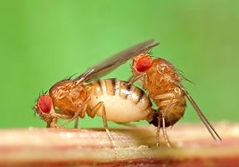 El secreto de los espermatozoides gigantes  de la mosca de la fruta