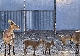 Científicos españoles logran por primera vez el nacimiento de cabras monteses mediante fecundación in vitro
