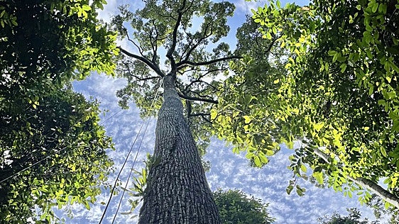 No, los árboles gigantes no tienen problemas para 'regar' sus partes más altas