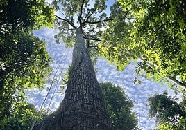 No, los árboles gigantes no tienen problemas para 'regar' sus partes más altas