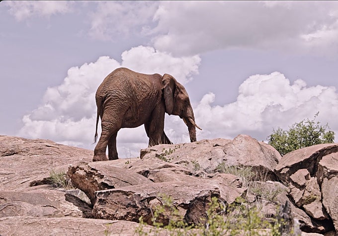 Un elefante sube por las rocas de la Reserva Nacional Samburu en Kenia.