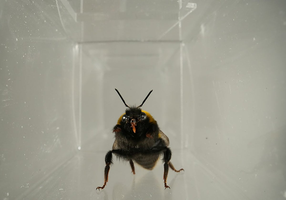 Demuestran que las abejas tienen 'vida interior' y expresiones faciales
