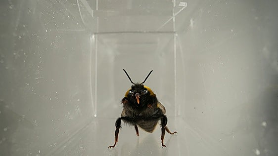 Demuestran que las abejas tienen 'vida interior' y expresiones faciales
