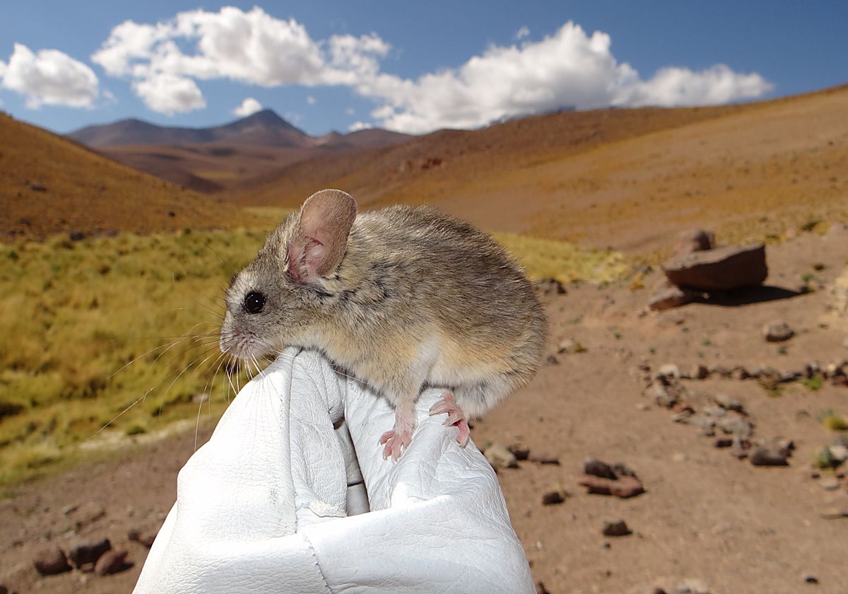Este ratón orejudo desafía los límites de la vida a casi 7 km de altitud: así es cómo lo hace