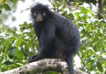 Descubren una nueva especie de mono con los labios naranjas en el corazón del Congo