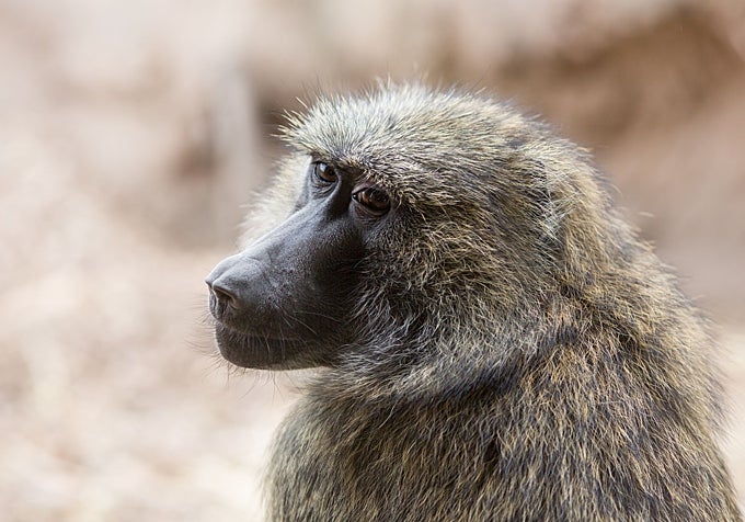 Un babuino oliva del zoológico de Seneca Park.