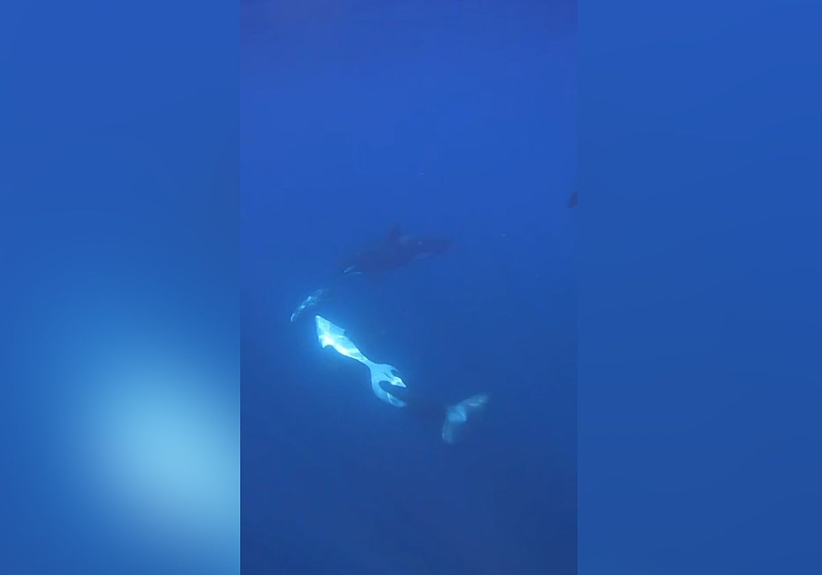 ¿Por diversión? Orcas revientan peces luna como si fueran piñatas
