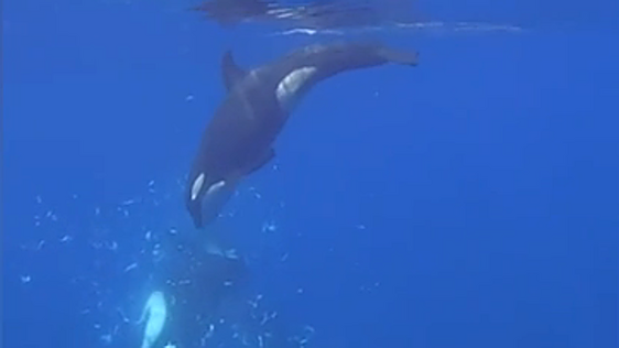 ¿Por diversión? Orcas revientan en mil pedazos peces luna como si fueran piñatas
