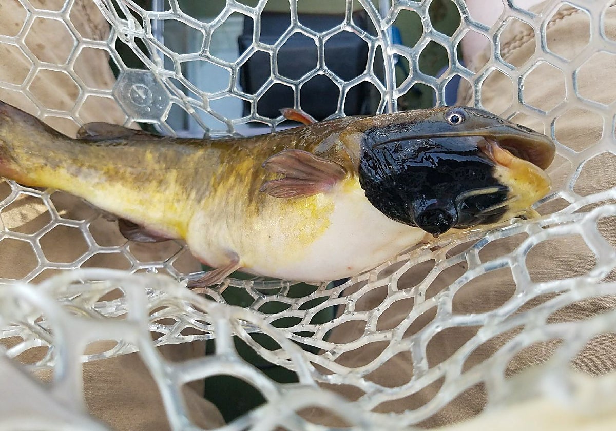 Hallan el primer cáncer contagioso entre peces, un extraño melanoma