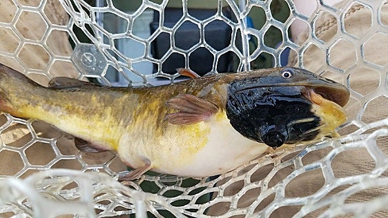 Hallan el primer cáncer contagioso entre peces, un extraño melanoma