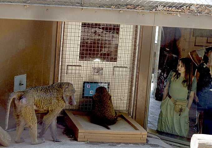 Investigadoras observan cómo una babuina oliva llamada Olivella interactúa con el Portal de Primates. Otra babuina que participa con frecuencia, llamada Kalamata, permanece cerca.