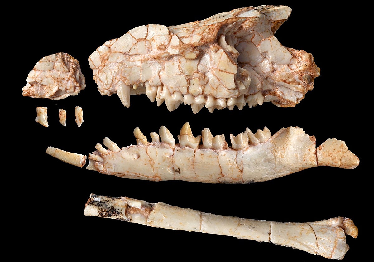 Un 'fósil imposible' reescribe la historia de nuestros ancestros durante el reinado de los dinosaurios