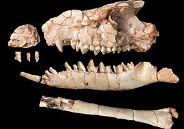 Un 'fósil imposible' reescribe la historia de nuestros ancestros durante el reinado de los dinosaurios