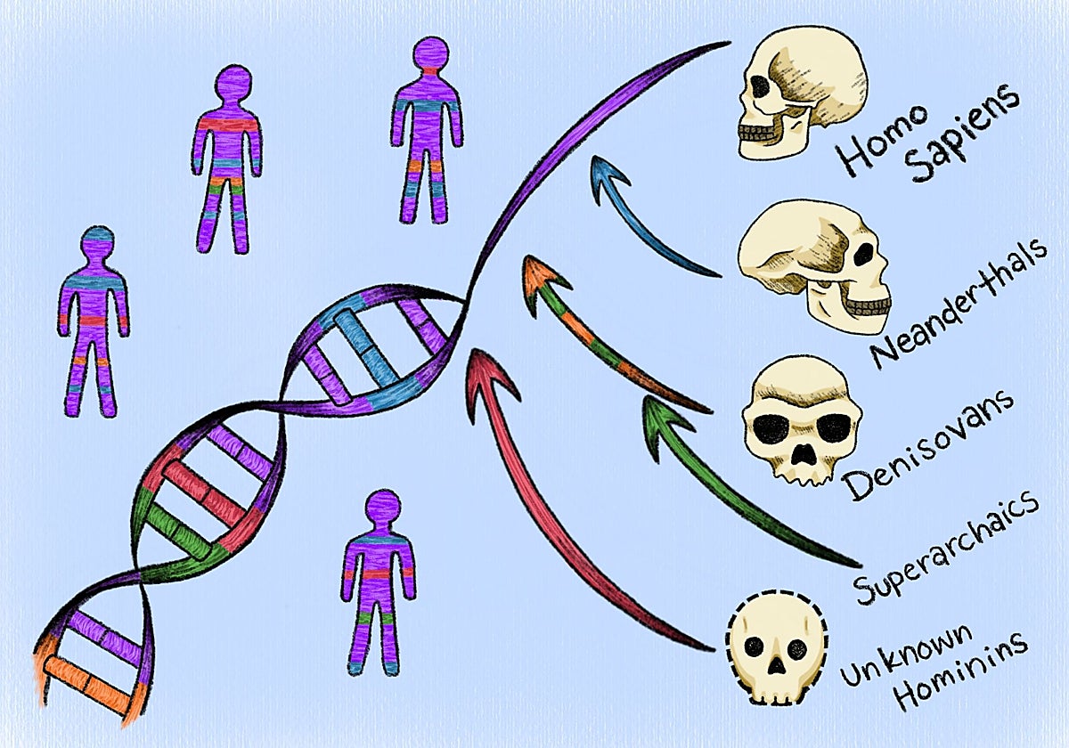 Ni neandertales ni denisovanos: hallan en nuestro genoma las huellas de otras dos «especies fantasma» desconocidas