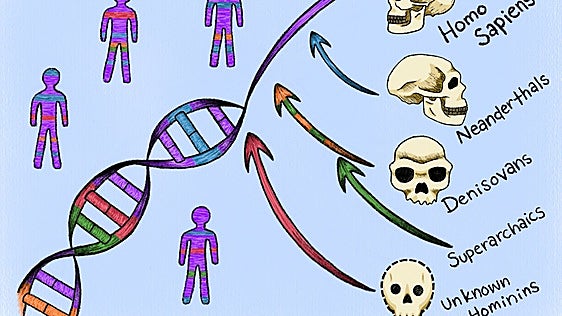Ni neandertales ni denisovanos: hallan en nuestro genoma las huellas de otras dos «especies fantasma» desconocidas