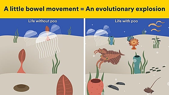 Cuando la caca cambió el mundo: la «revolución fecal» que hizo posible la explosión de vida en la Tierra